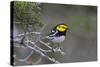 Kinney County, Texas. Golden Cheeked Warbler in Juniper Thicket-Larry Ditto-Stretched Canvas