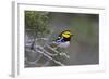 Kinney County, Texas. Golden Cheeked Warbler in Juniper Thicket-Larry Ditto-Framed Photographic Print