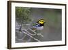 Kinney County, Texas. Golden Cheeked Warbler in Juniper Thicket-Larry Ditto-Framed Photographic Print