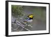 Kinney County, Texas. Golden Cheeked Warbler in Juniper Thicket-Larry Ditto-Framed Photographic Print