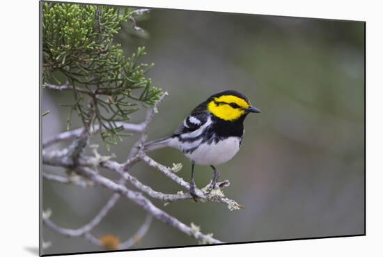Kinney County, Texas. Golden Cheeked Warbler in Juniper Thicket-Larry Ditto-Mounted Photographic Print