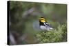 Kinney County, Texas. Golden Cheeked Warbler in Juniper Thicket-Larry Ditto-Stretched Canvas