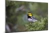 Kinney County, Texas. Golden Cheeked Warbler in Juniper Thicket-Larry Ditto-Mounted Photographic Print