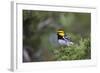 Kinney County, Texas. Golden Cheeked Warbler in Juniper Thicket-Larry Ditto-Framed Photographic Print