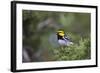 Kinney County, Texas. Golden Cheeked Warbler in Juniper Thicket-Larry Ditto-Framed Photographic Print