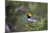 Kinney County, Texas. Golden Cheeked Warbler in Juniper Thicket-Larry Ditto-Mounted Photographic Print