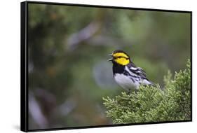 Kinney County, Texas. Golden Cheeked Warbler in Juniper Thicket-Larry Ditto-Framed Stretched Canvas