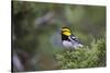 Kinney County, Texas. Golden Cheeked Warbler in Juniper Thicket-Larry Ditto-Stretched Canvas