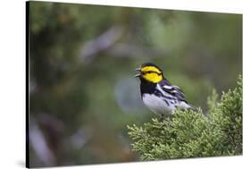 Kinney County, Texas. Golden Cheeked Warbler in Juniper Thicket-Larry Ditto-Stretched Canvas