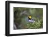 Kinney County, Texas. Golden Cheeked Warbler in Juniper Thicket-Larry Ditto-Framed Photographic Print