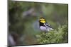 Kinney County, Texas. Golden Cheeked Warbler in Juniper Thicket-Larry Ditto-Mounted Photographic Print