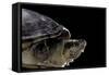 Kinosternon Leucostomum (White-Lipped Mud Turtle)-Paul Starosta-Framed Stretched Canvas