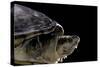 Kinosternon Leucostomum (White-Lipped Mud Turtle)-Paul Starosta-Stretched Canvas