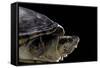 Kinosternon Leucostomum (White-Lipped Mud Turtle)-Paul Starosta-Framed Stretched Canvas