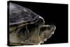 Kinosternon Leucostomum (White-Lipped Mud Turtle)-Paul Starosta-Stretched Canvas