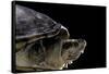 Kinosternon Leucostomum (White-Lipped Mud Turtle)-Paul Starosta-Framed Stretched Canvas