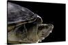 Kinosternon Leucostomum (White-Lipped Mud Turtle)-Paul Starosta-Stretched Canvas
