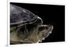 Kinosternon Leucostomum (White-Lipped Mud Turtle)-Paul Starosta-Framed Photographic Print