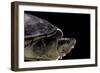 Kinosternon Leucostomum (White-Lipped Mud Turtle)-Paul Starosta-Framed Photographic Print