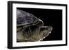 Kinosternon Leucostomum (White-Lipped Mud Turtle)-Paul Starosta-Framed Photographic Print