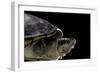 Kinosternon Leucostomum (White-Lipped Mud Turtle)-Paul Starosta-Framed Photographic Print