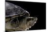 Kinosternon Leucostomum (White-Lipped Mud Turtle)-Paul Starosta-Mounted Photographic Print