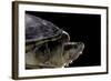 Kinosternon Leucostomum (White-Lipped Mud Turtle)-Paul Starosta-Framed Photographic Print