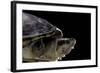 Kinosternon Leucostomum (White-Lipped Mud Turtle)-Paul Starosta-Framed Photographic Print