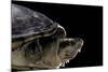 Kinosternon Leucostomum (White-Lipped Mud Turtle)-Paul Starosta-Mounted Photographic Print