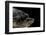 Kinosternon Leucostomum (White-Lipped Mud Turtle)-Paul Starosta-Framed Photographic Print