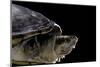 Kinosternon Leucostomum (White-Lipped Mud Turtle)-Paul Starosta-Mounted Photographic Print