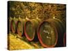 Kiralyudvar Winery Barrels with Tokaj Wine, Tokaj, Hungary-Per Karlsson-Stretched Canvas