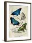 Kirby Butterflies I-Christine Zalewski-Framed Art Print