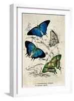 Kirby Butterflies I-Christine Zalewski-Framed Art Print