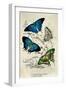 Kirby Butterflies I-Christine Zalewski-Framed Art Print