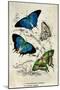 Kirby Butterflies I-Christine Zalewski-Mounted Art Print