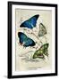 Kirby Butterflies I-Christine Zalewski-Framed Art Print