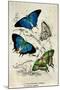 Kirby Butterflies I-Christine Zalewski-Mounted Art Print