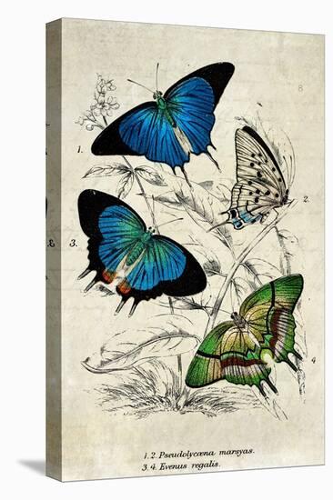 Kirby Butterflies I-Christine Zalewski-Stretched Canvas