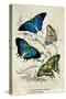 Kirby Butterflies I-Christine Zalewski-Stretched Canvas