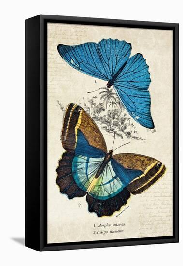 Kirby Butterflies II-Christine Zalewski-Framed Stretched Canvas