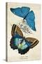 Kirby Butterflies II-Christine Zalewski-Stretched Canvas