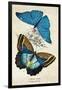 Kirby Butterflies II-Christine Zalewski-Framed Art Print