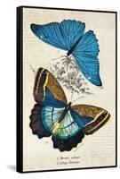 Kirby Butterflies II-Christine Zalewski-Framed Stretched Canvas