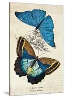 Kirby Butterflies II-Christine Zalewski-Stretched Canvas