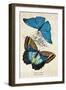 Kirby Butterflies II-Christine Zalewski-Framed Art Print