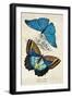 Kirby Butterflies II-Christine Zalewski-Framed Art Print