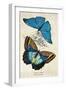 Kirby Butterflies II-Christine Zalewski-Framed Art Print