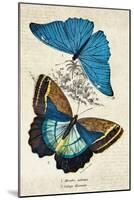 Kirby Butterflies II-Christine Zalewski-Mounted Art Print