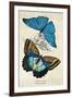Kirby Butterflies II-Christine Zalewski-Framed Art Print